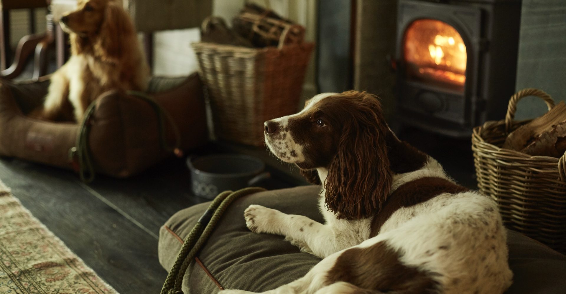 two dogs sitting in front of a wood burning stove