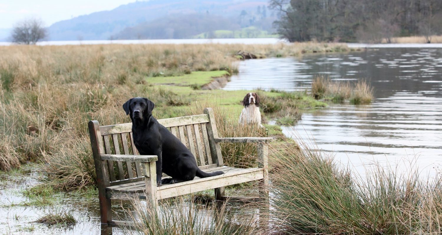 dogs out on the waters edge