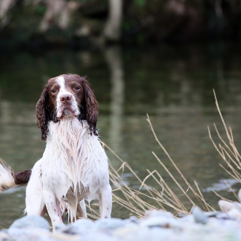 A wet Springer Spaniel dog standing by the edge of a river, looking directly at the camera with water dripping from its coat.