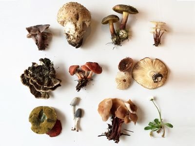 A selection of mushrooms on a white surface featuring how rich the foraging options are in the Lake District.